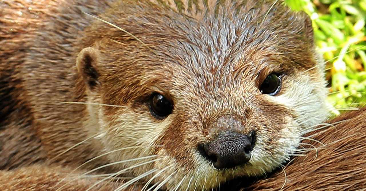 カワウソ 英語好きメンサ会員 Note