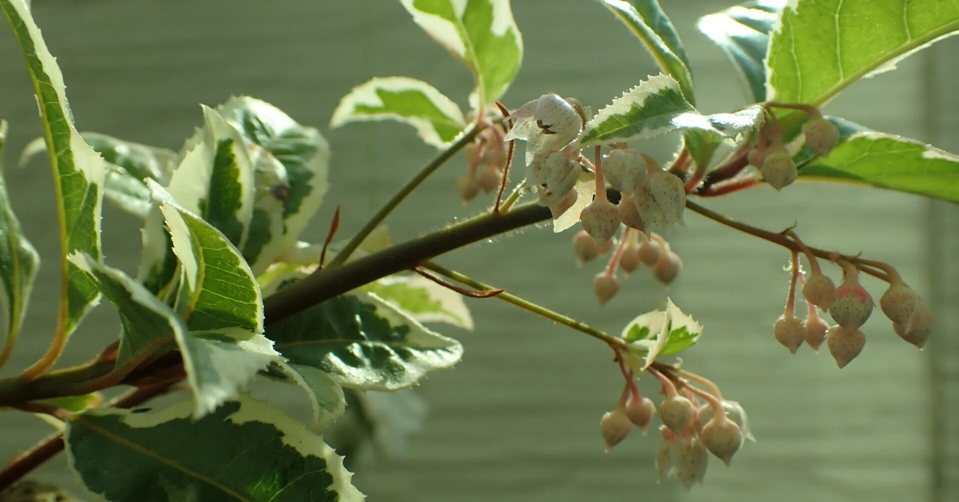 挿し木】バラとヤブコウジ（斑入り）の花が咲く｜シオ＠西向き部屋で