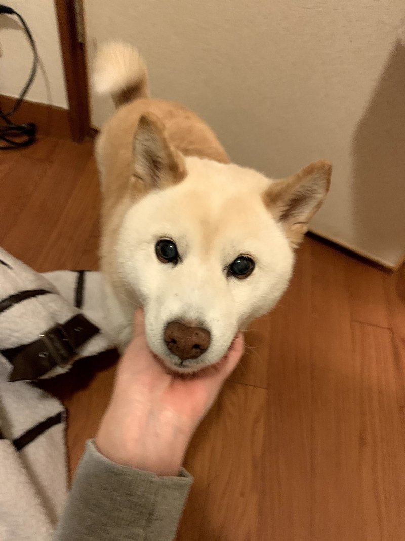 犬がもう本当にめっちゃかわいい論 はーこ Note