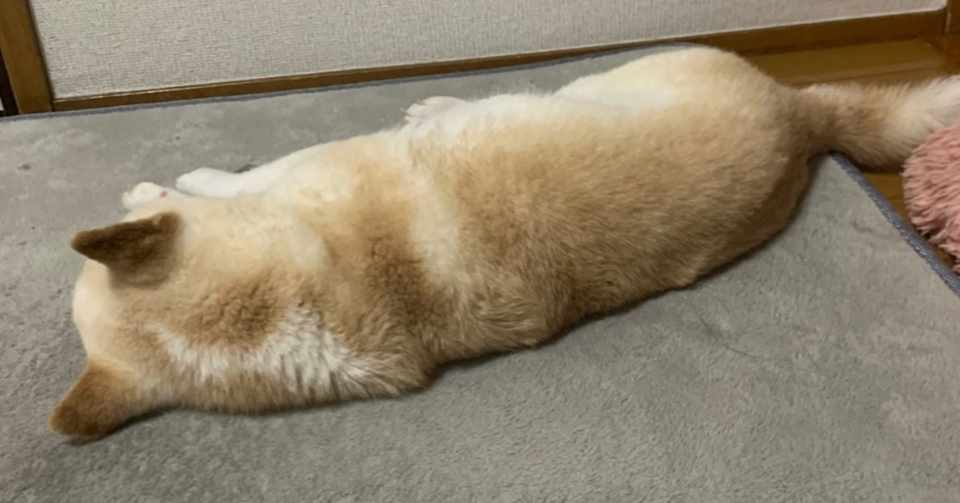 犬がもう本当にめっちゃかわいい論 はーこ Note
