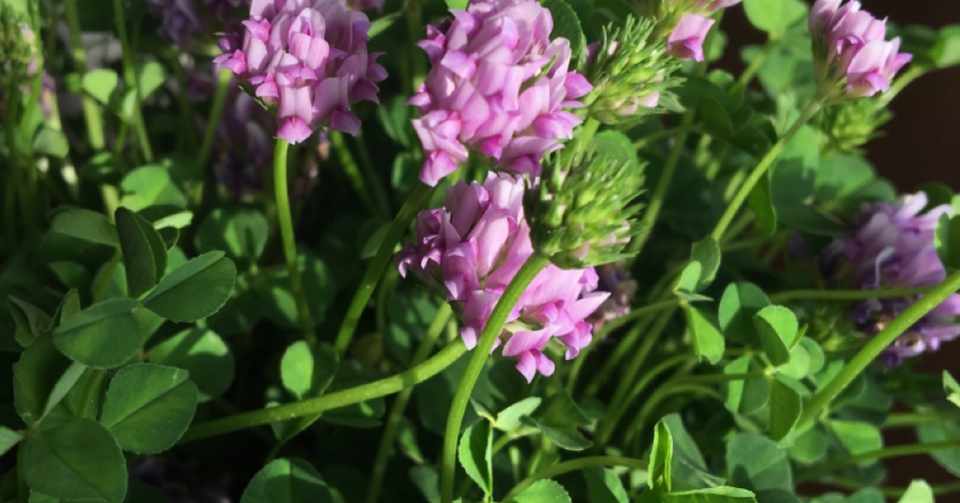 今更 英語を 南森町グラスホッパーズ Note