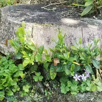 ひなたぼっこ