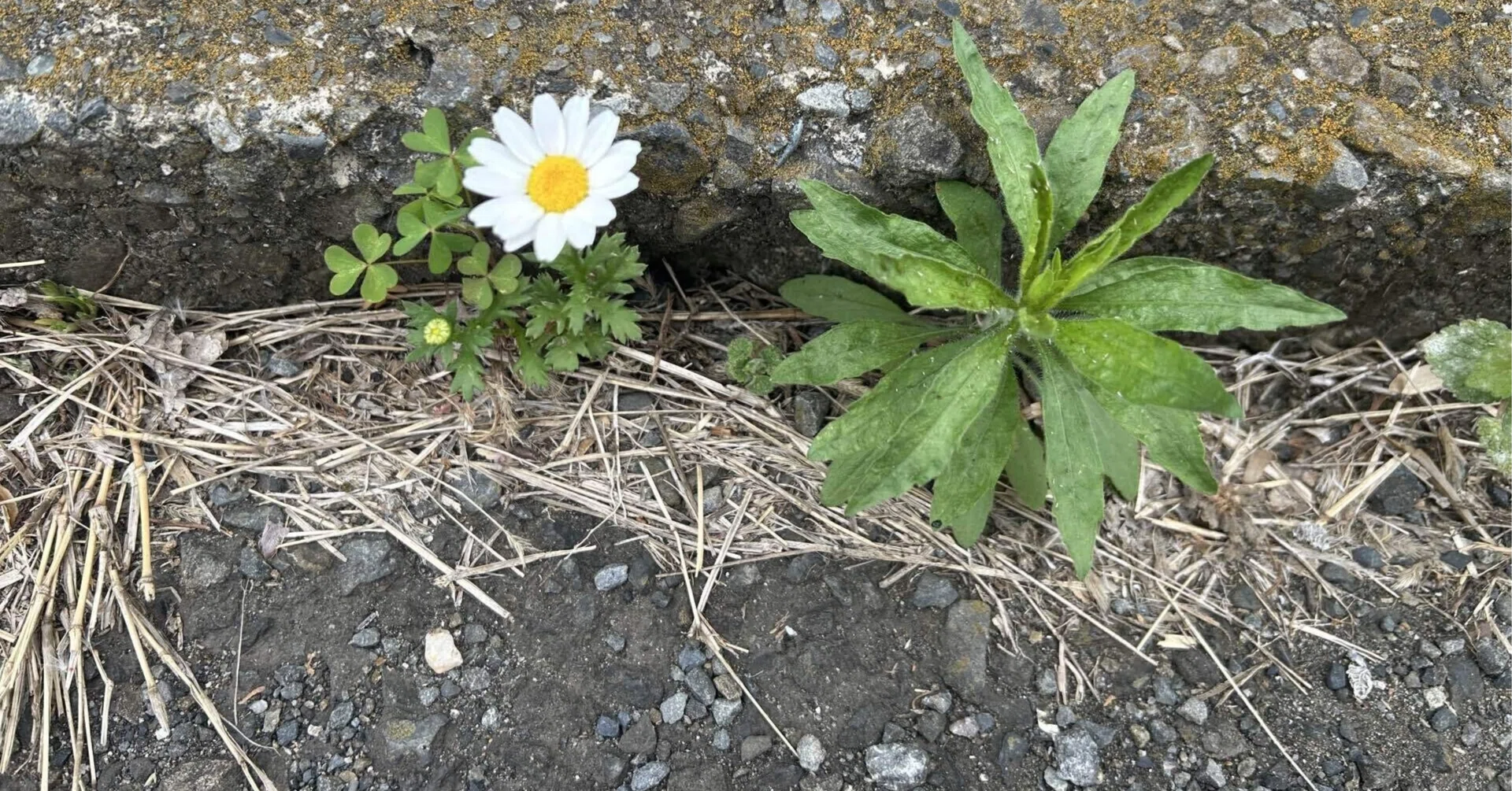 コンクリートに咲く｣雑草のように｜ようかん