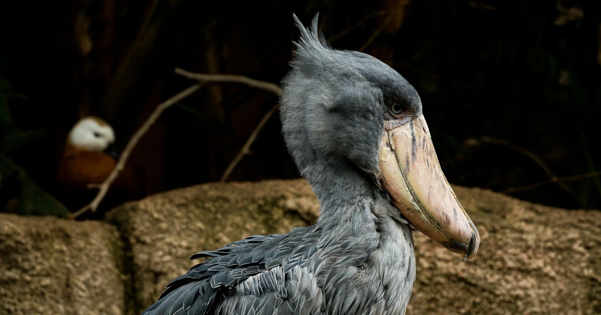 SHOEBILL】那須どうぶつ王国、久しぶりのハシビロコウ【COME BACK