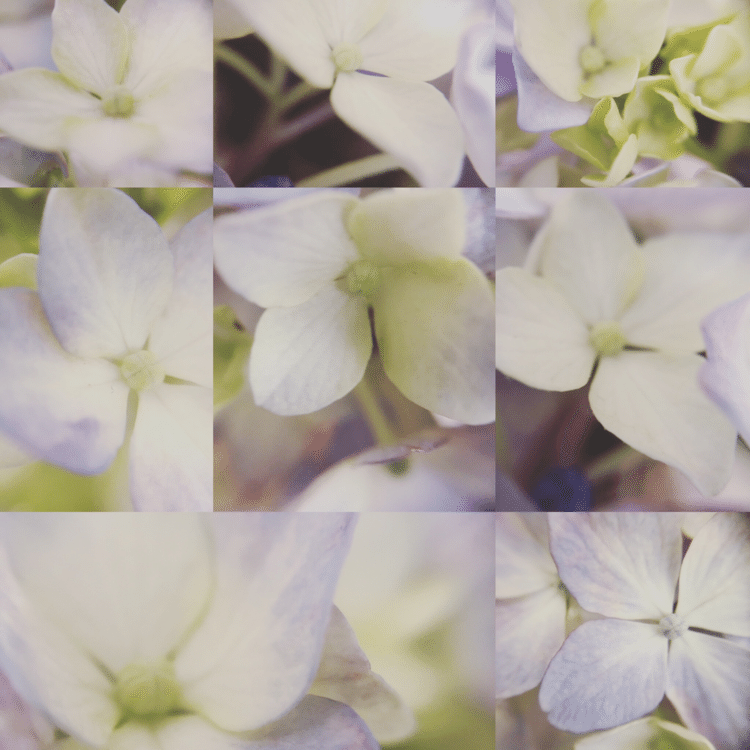 花あそび、色あそび

紫陽花ホワイトの世界

白はすべてを含む色。
色が重なれば重なるほど、
透明に。
色濃く生きれば生きるほど、
透明になってゆく。
