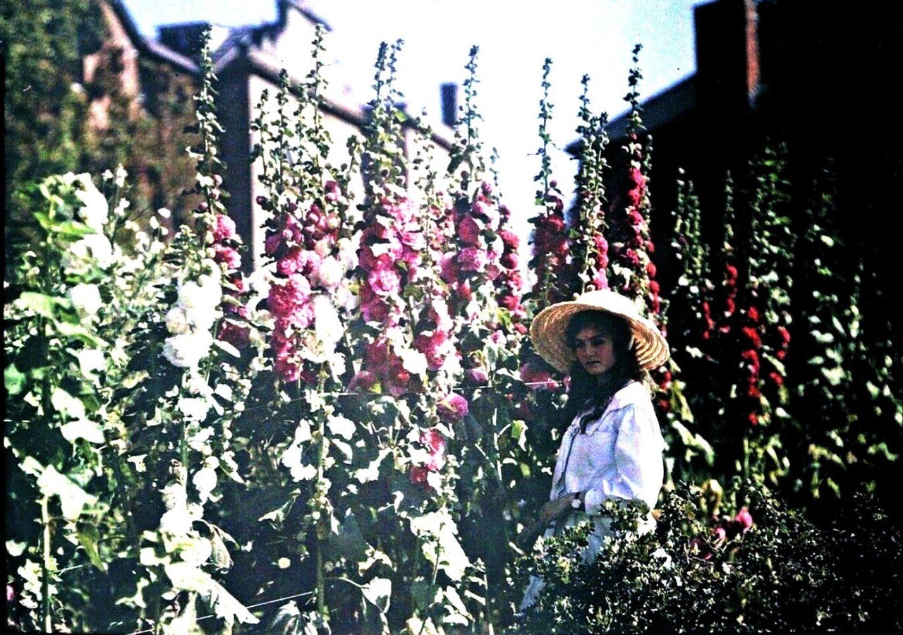 Etheldreda Janet Laingの100年前のカラー写真 立葵もきれいだ Artoday Chiaki Note Etheldreda Janet Laingの100年前のカラー写真 立葵もきれいだ Artoday Chiaki Note