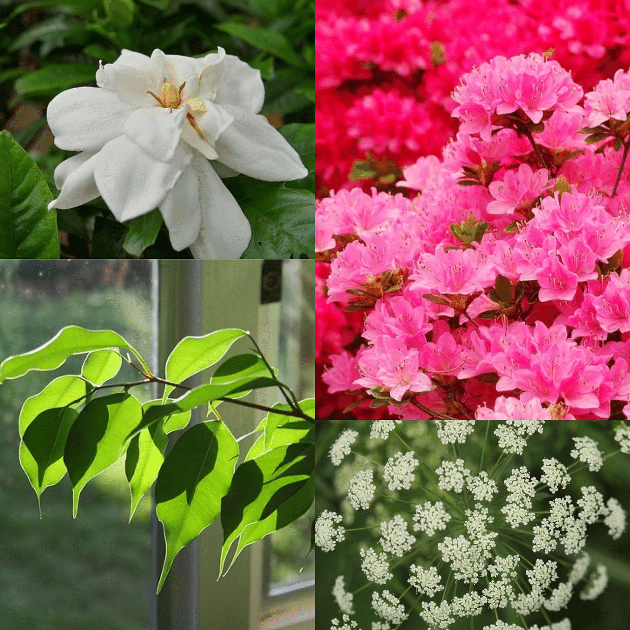 6月7日お誕生日の方おめでとうございます 今日の誕生花の花言葉は クチナシ とても幸せです ツツジ 節度 慎み ベンジャミン 融通のきく仲間 信頼 ホワイトレースフラワー 可憐な心 今日 Monstera18 Note