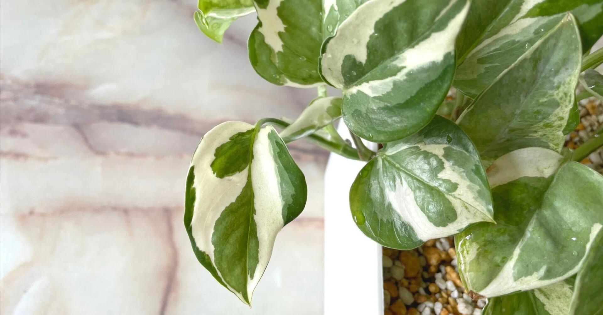 美しきポトス「ポトス エンジョイ」を植え替え｜葉山さびお｜3D 