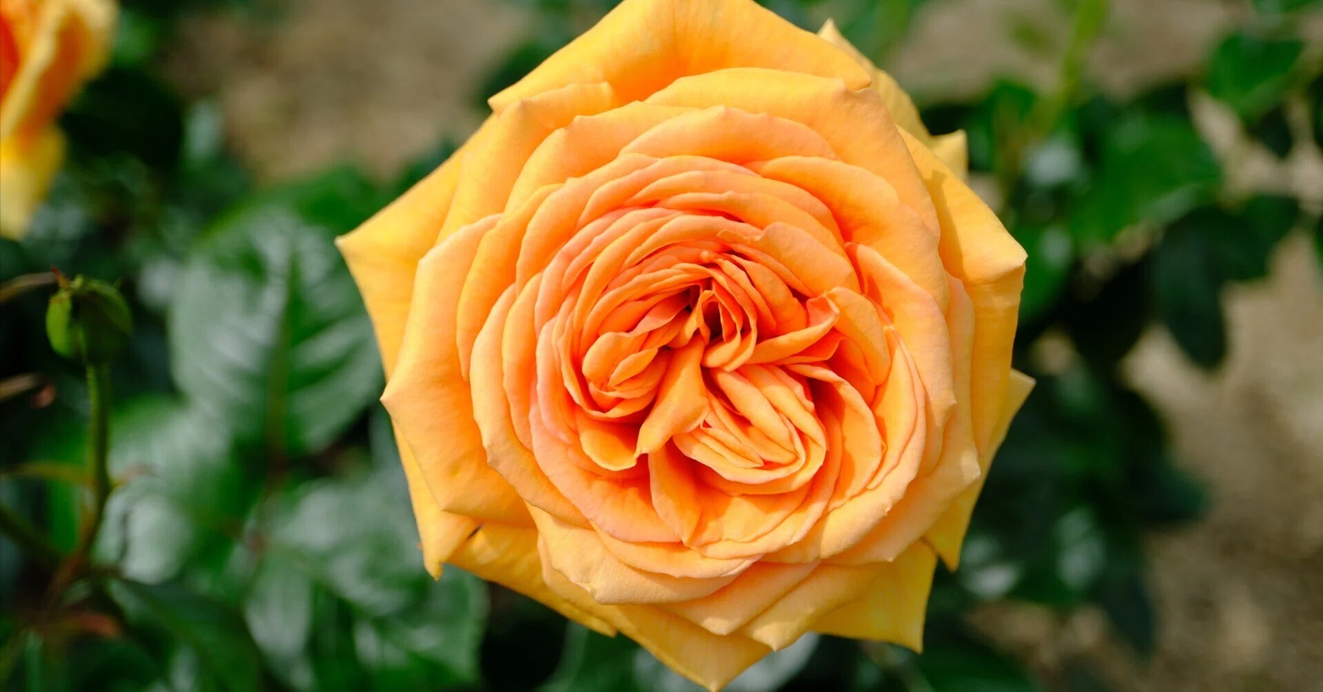 📷X-T30III × 🌹中之島バラ園 ｜ 🇩🇪アシュラム｜ぱぽにゃん🌹薔薇を