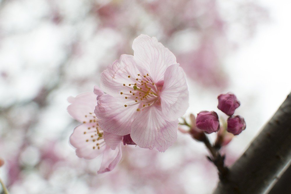 桜の写真 単焦点撮影のみ 如月 遥華 Note