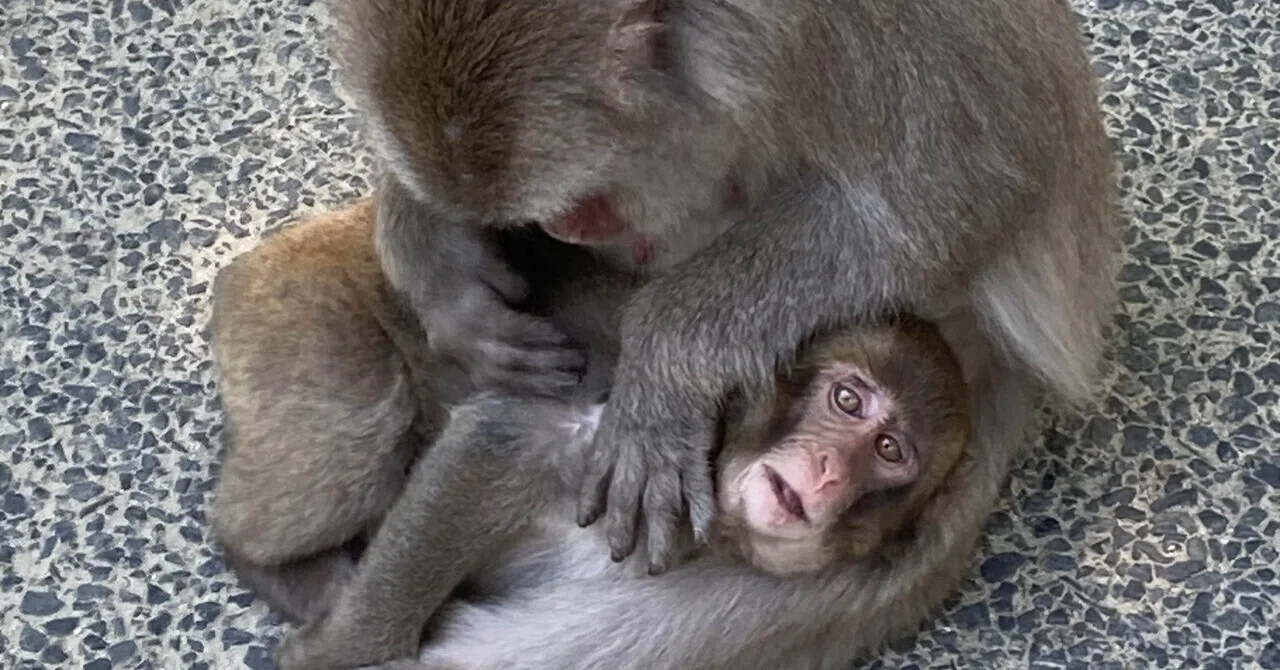 生後数日の赤ちゃん猿🐵に会ってきた｜癒やしの小旅行｜あんず姉さん