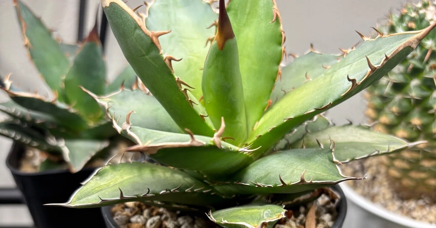 アガベ 現品お届け】アガベ 4号 チタノタ 阿修羅 Agave titanota 'Ashura