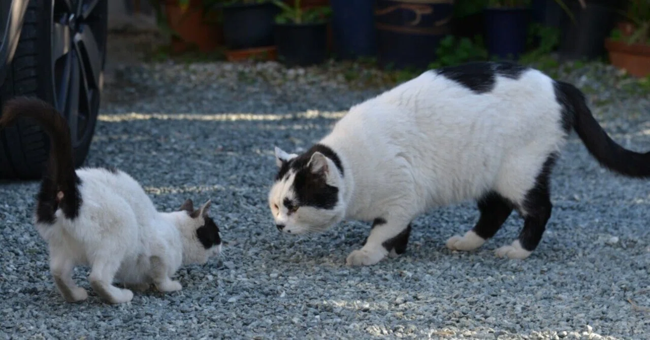 8の子分、0くん」｜猫島警部