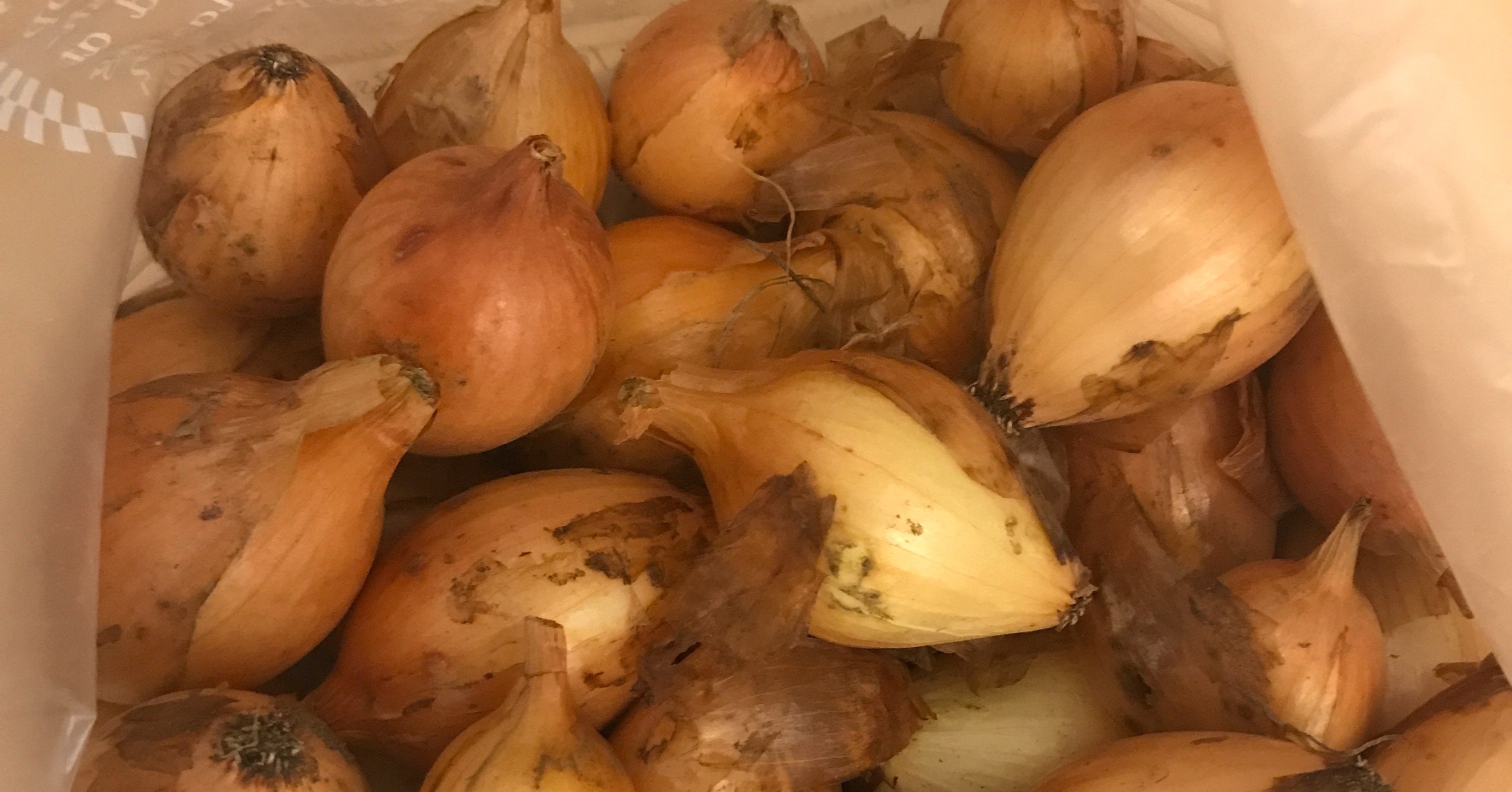 特別な玉ねぎ その名も 酒巻ペコロス Kenkitano Running College ランニングカレッジ Note 特別な玉ねぎ その名も 酒巻ペコロス Kenkitano Running College ランニングカレッジ Note