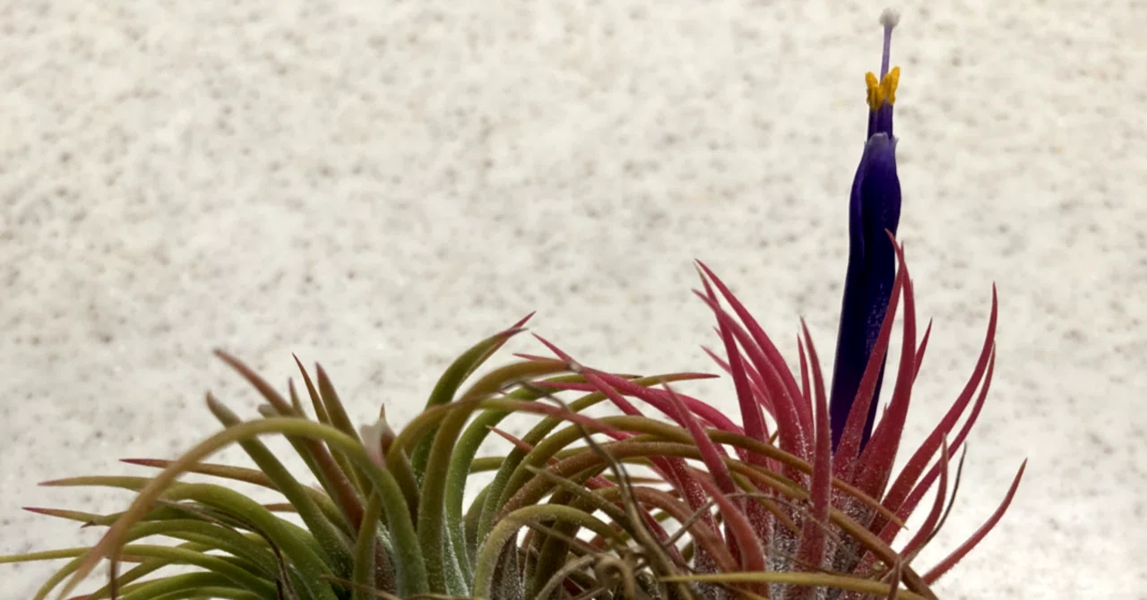 いつも突然。エアプランツの開花（チランジア・イオナンタ）｜くろすけ