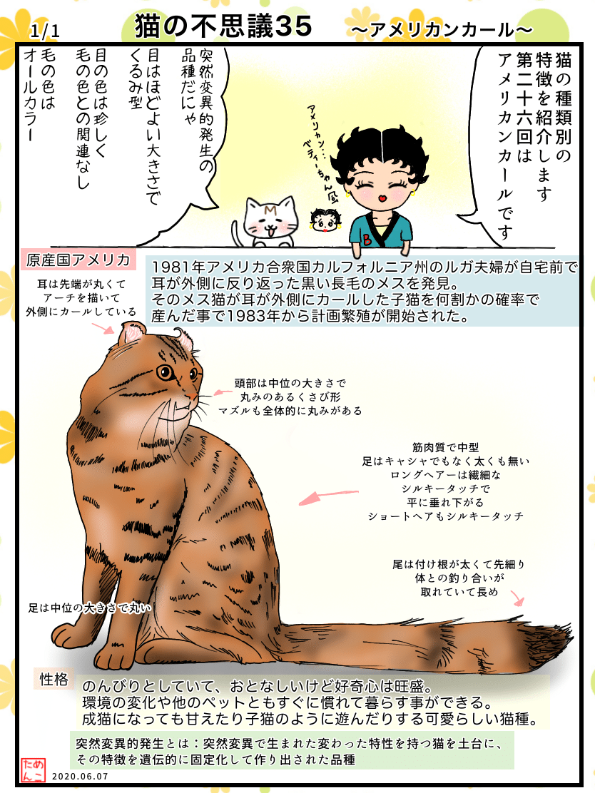猫の不思議35 アメリカンカール めこたん 漫画 イラスト Note
