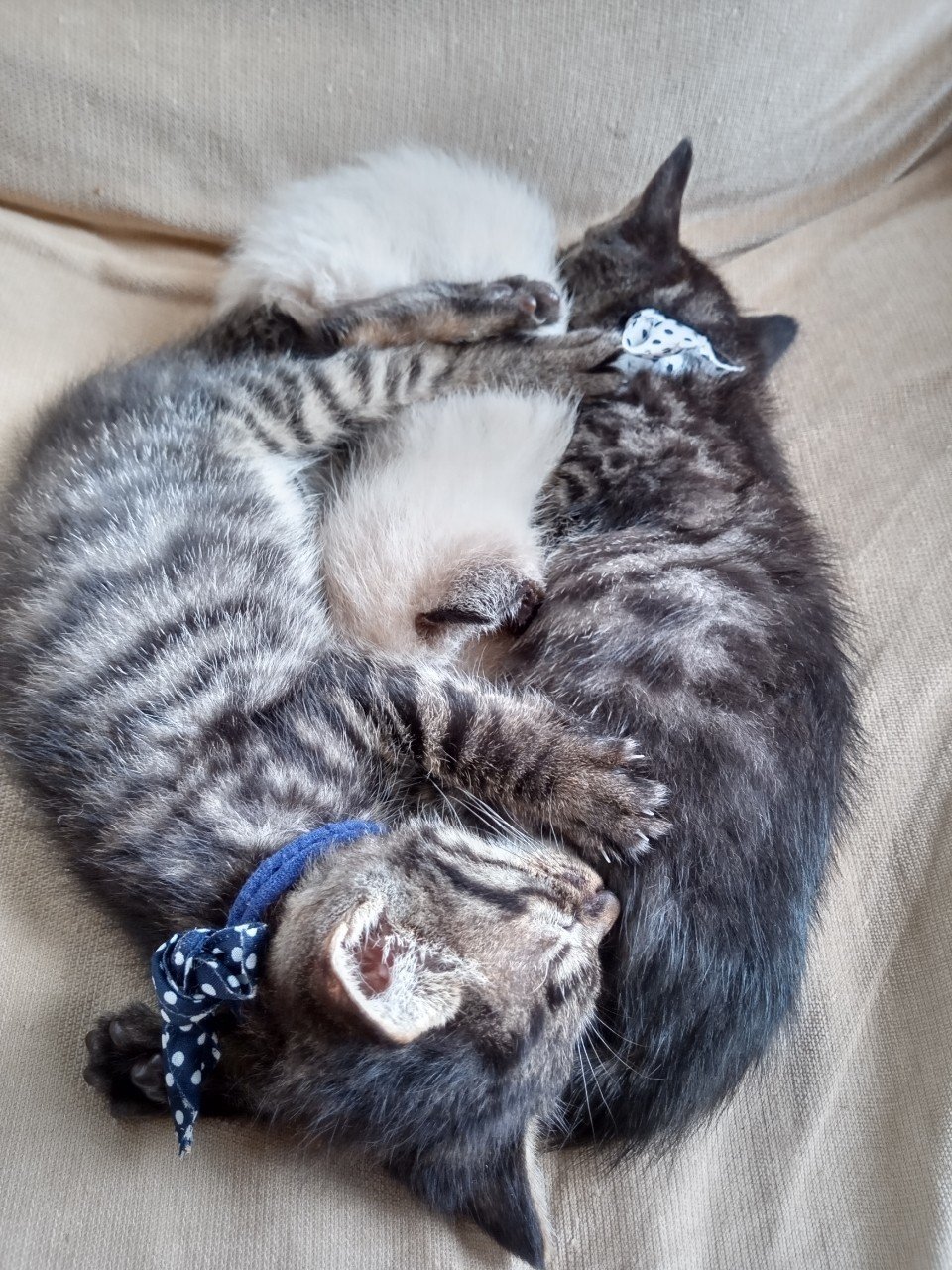 命名の義 子猫の名前を発表します ボンボン Note 命名の義 子猫の名前を発表します ボンボン Note