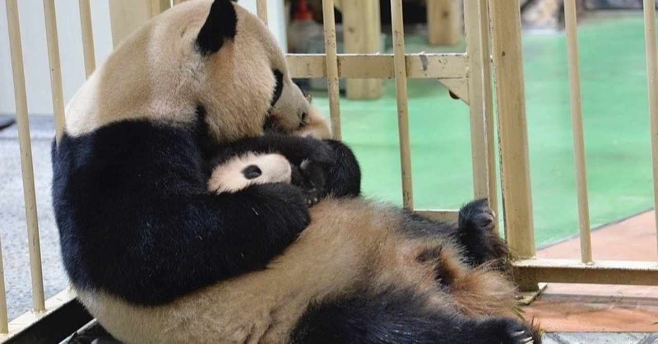 小澤メモ Hello Panda パンダのこと 小澤千一朗 Note