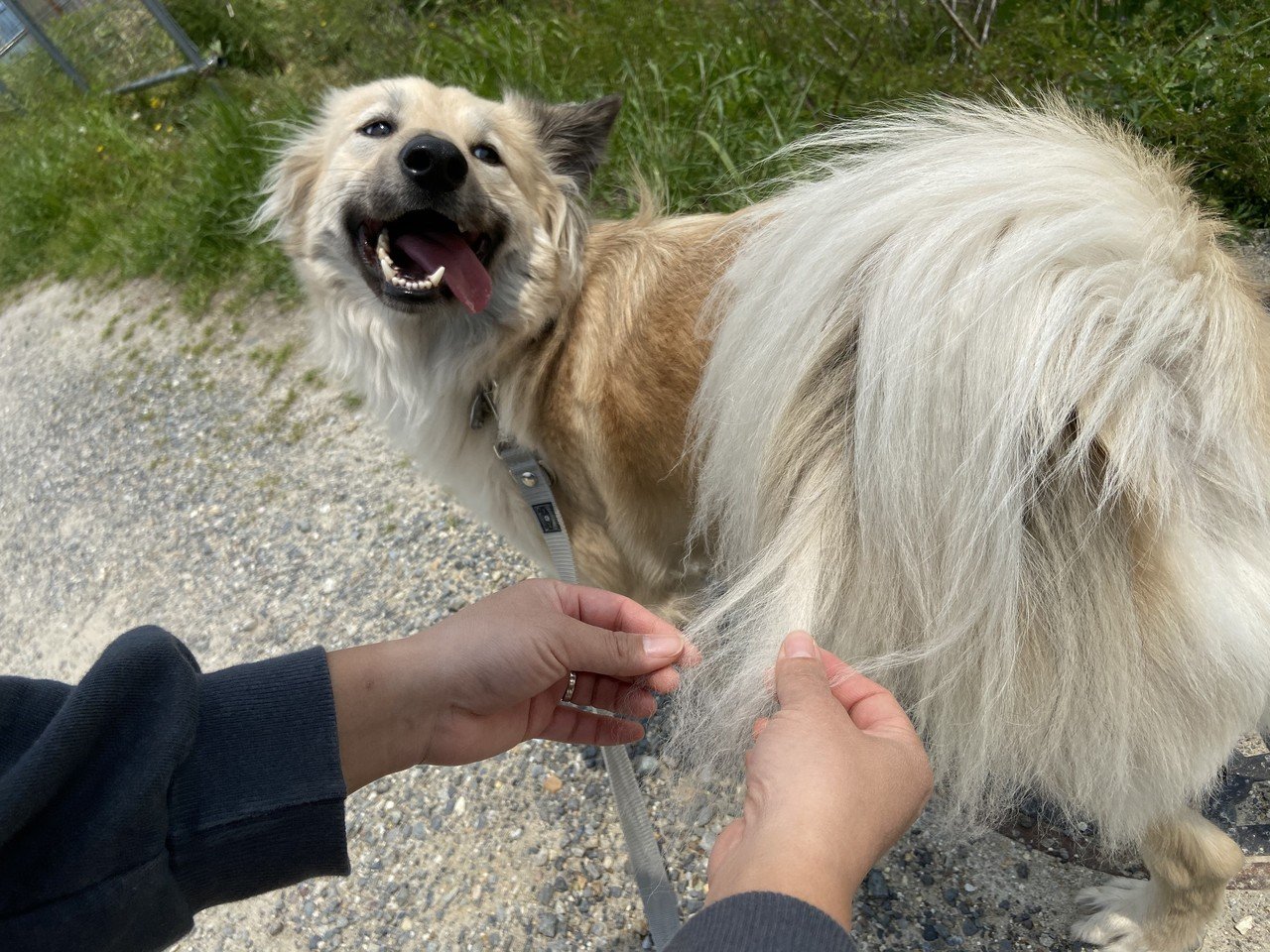 保護犬を引き取る前に知って欲しいこと ドッグライフサポーター 獅子パパ Note