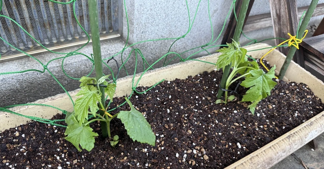 I planted two bitter melon seedlings in a planter. I'm looking