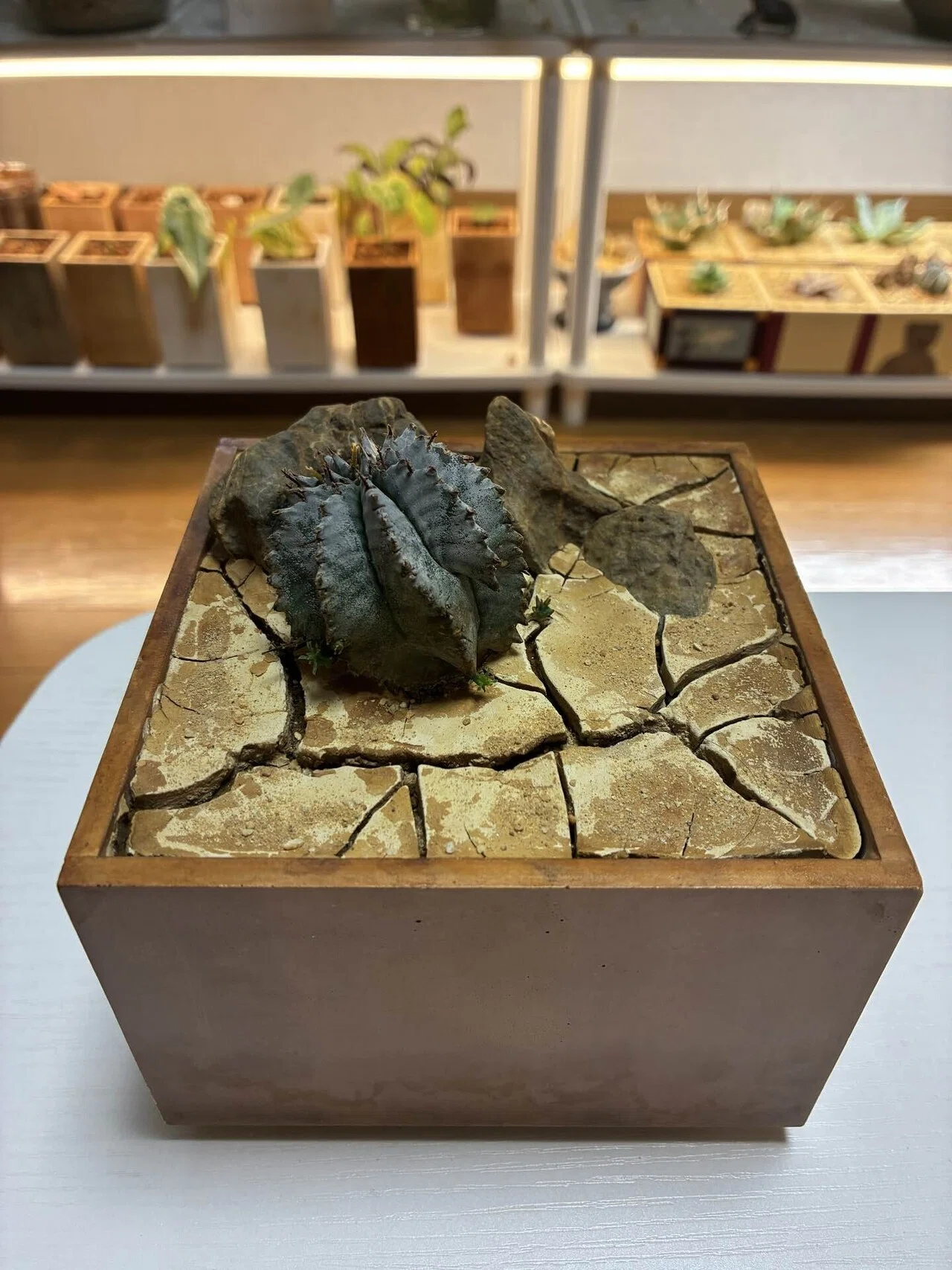 自作鉢の世界 vol.5｜chaozplants