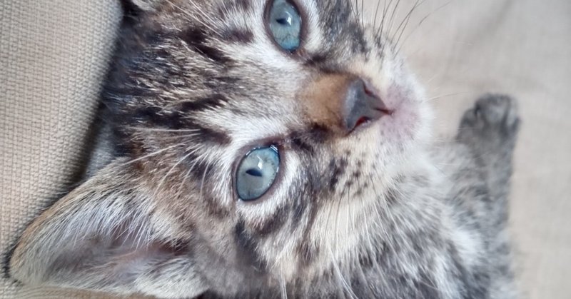 命名の義 子猫の名前を発表します ボンボン Note 命名の義 子猫の名前を発表します ボンボン Note
