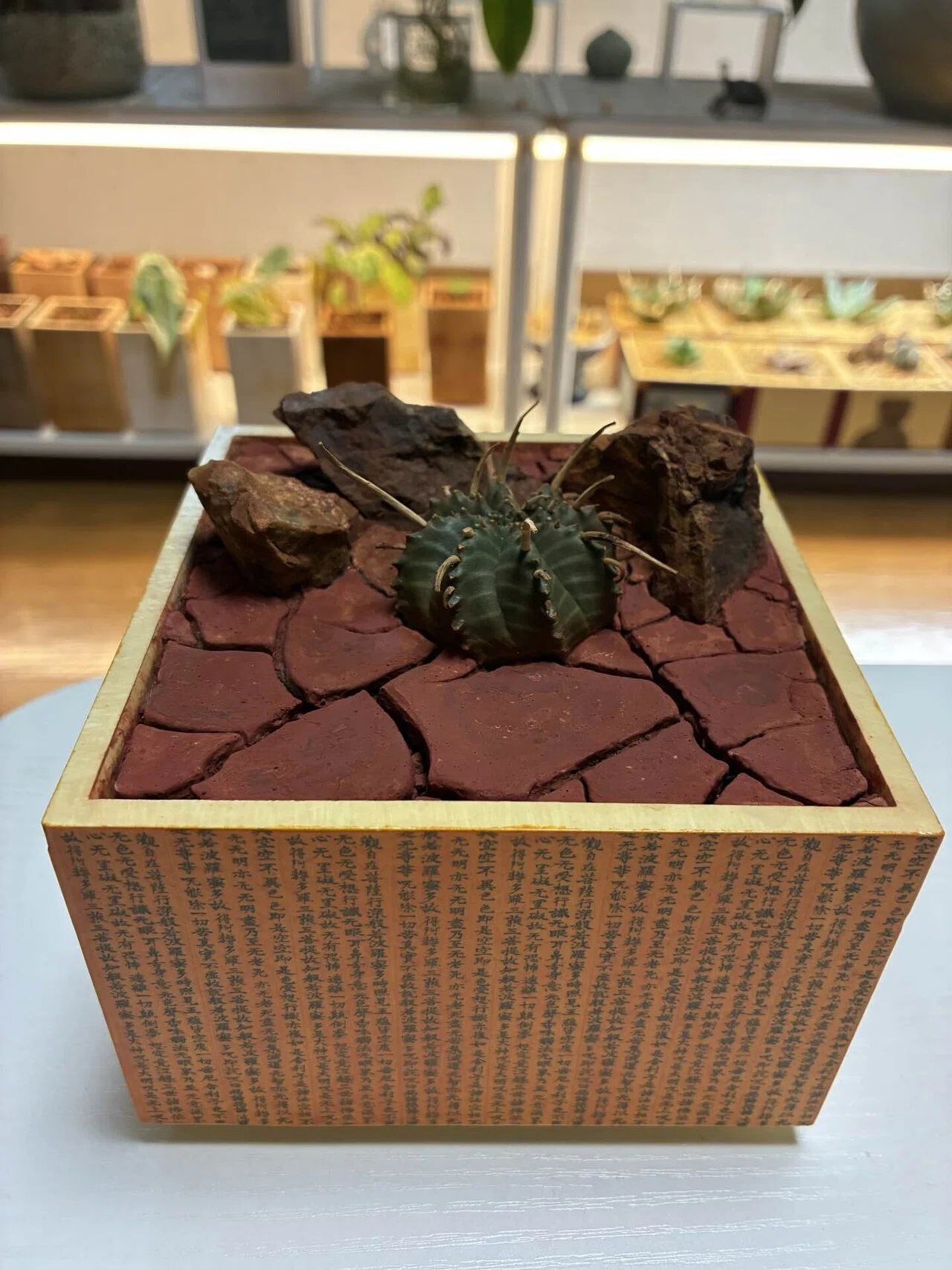 自作鉢の世界 vol.5｜chaozplants