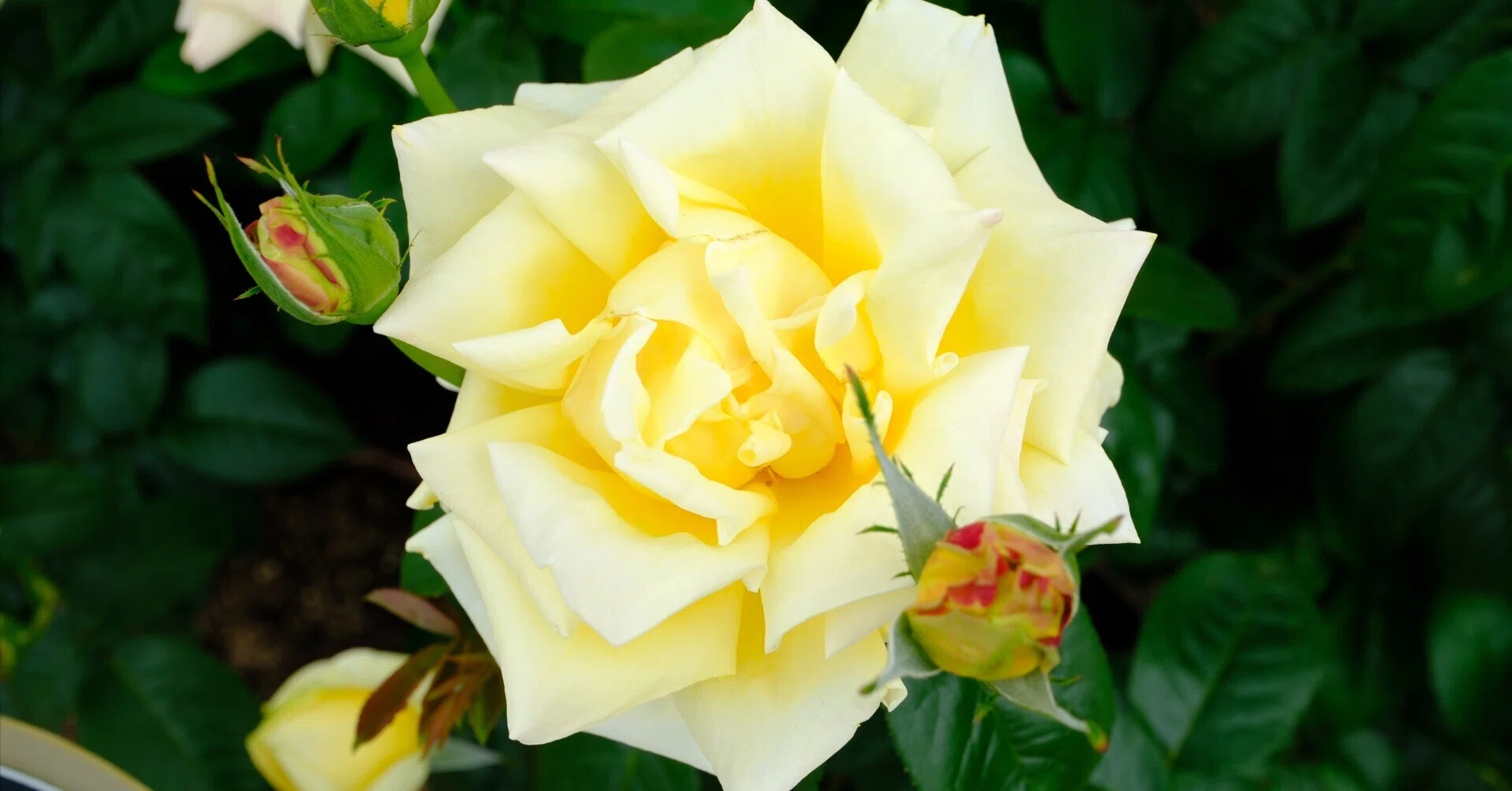 📷X-T30III × 🌹中之島バラ園 ｜ 🇯🇵天津乙女｜ぱぽにゃん🌹薔薇を