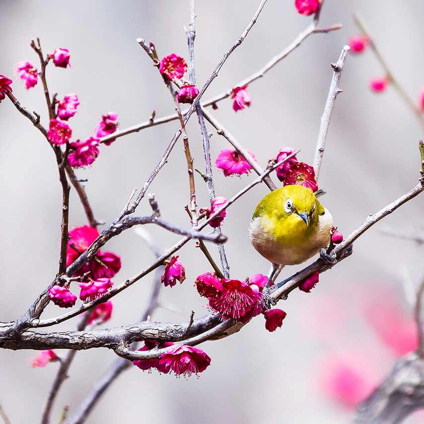 ななこ ちゃん 炎上