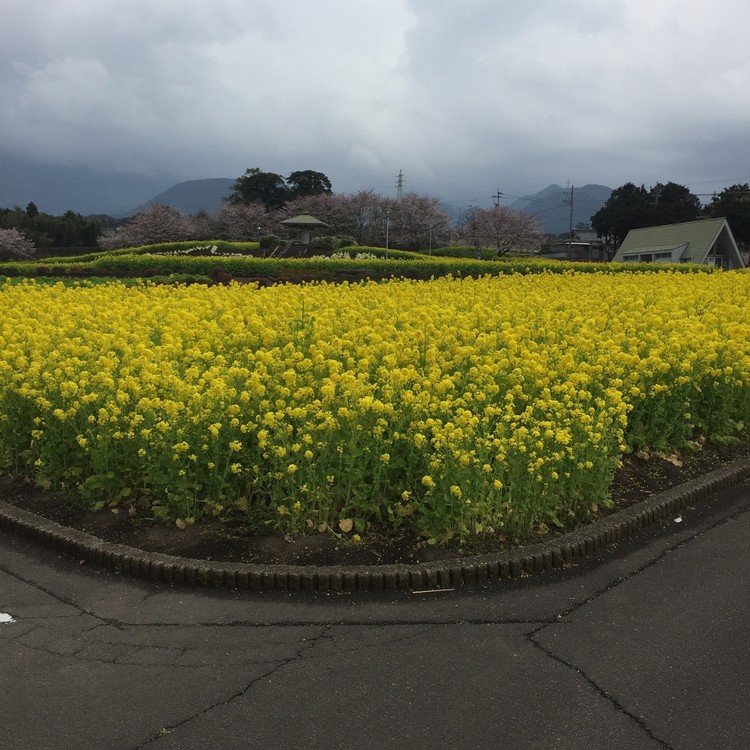 某公園で撮った写真です。一面、こんな感じで綺麗でした（＾＾