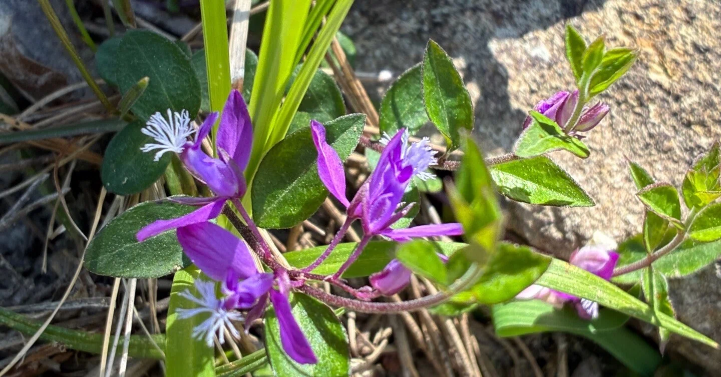 つぶやき 双子の高虎｜ぐこ