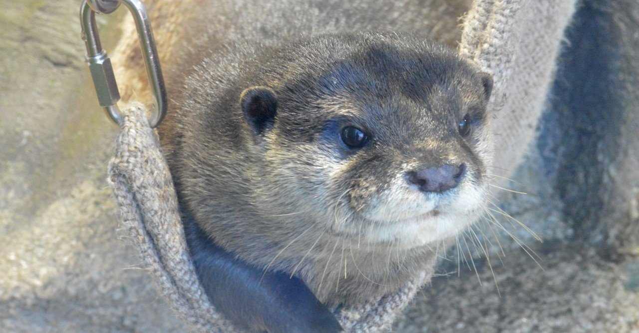 英語を使いたがる日本人 みつこさん Note 英語を使いたがる日本人 みつこさん Note