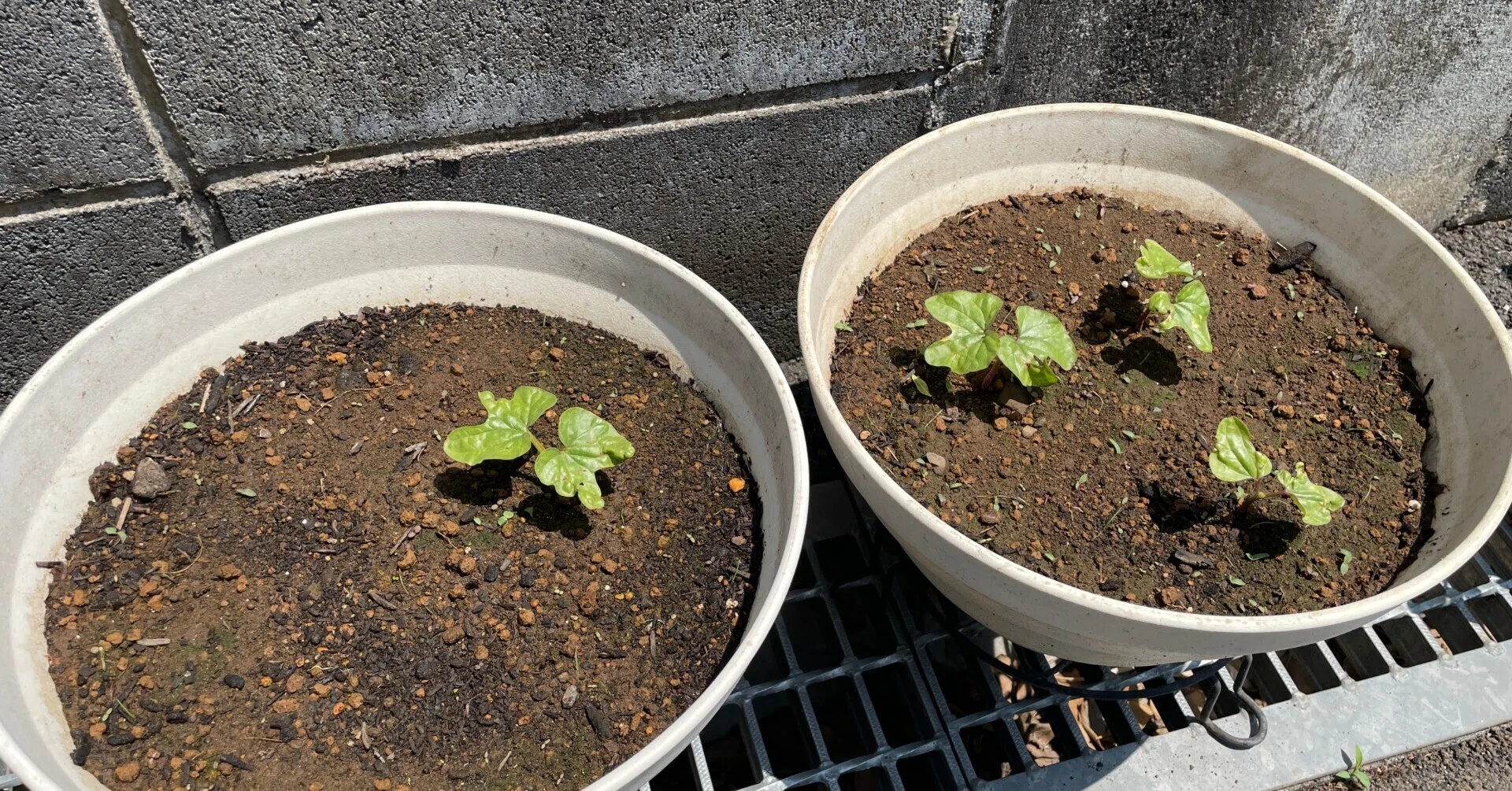 色々植えました♪｜フローラスター