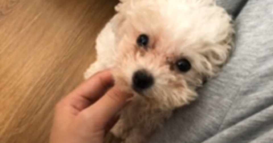 もう寂しくない 一人暮らしで犬を飼って 感じることがなくなった感情 トイプードルと筋トレに救われたアラサー Note