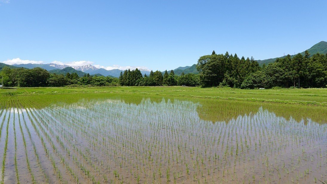 谷川岳と水田2020.6.7