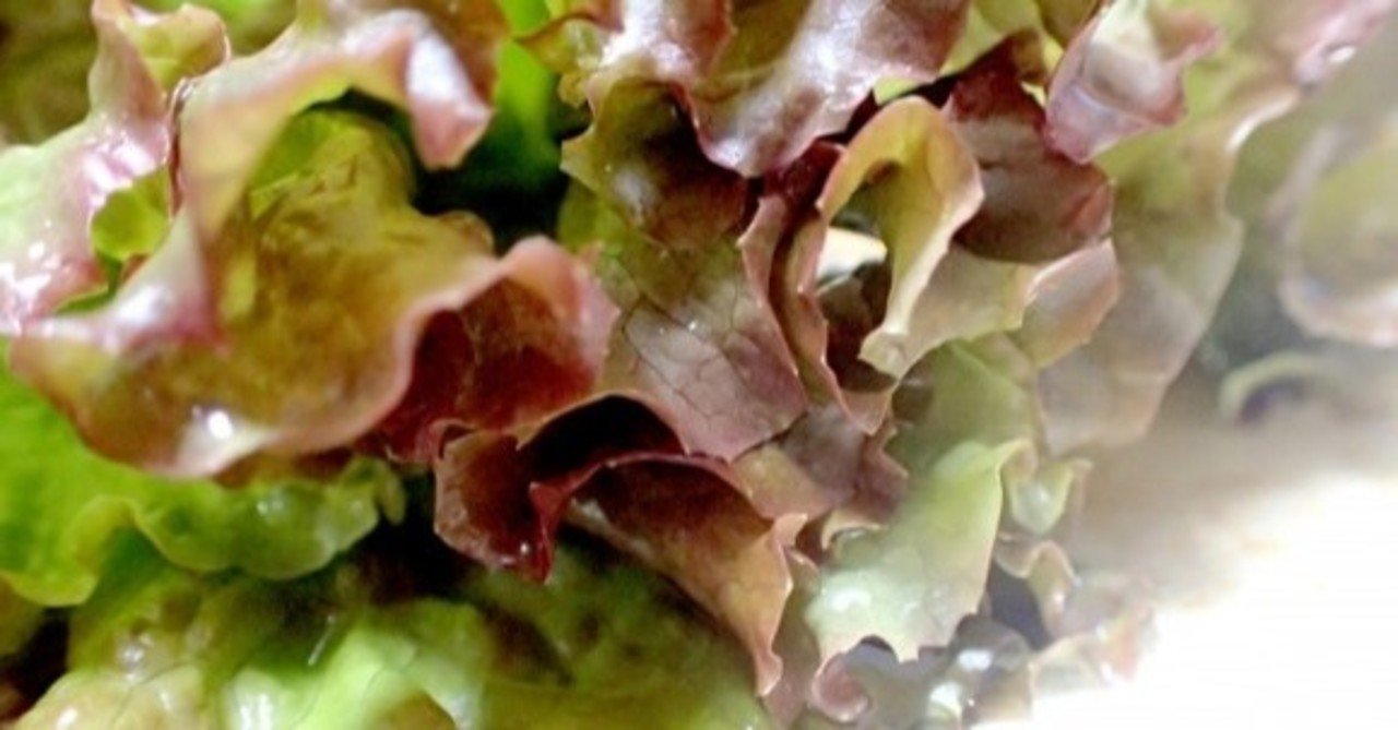 サニーレタスの糖質とカロリーが1秒でわかる ダイエット向き 糖質制限ダイエットshiru2 Note