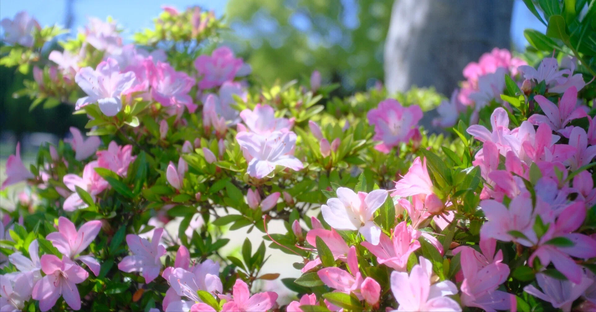 Eureka 28mm f/2.8 ASPH.｜月曜休み。