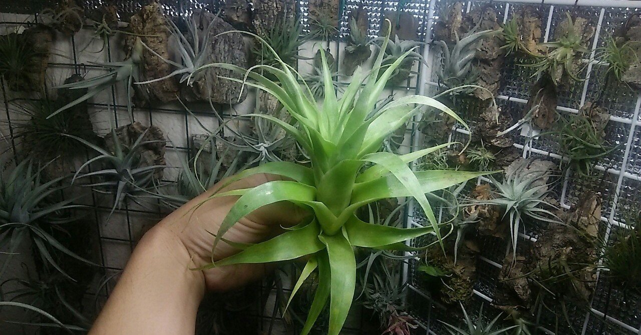 5月最終総攻めカンブリア宮殿の陣 チランジア入荷リスト5 29 Nature Garden 神田 Note 5月最終総攻めカンブリア宮殿の陣 チランジア入荷リスト5 29 Nature Garden 神田 Note