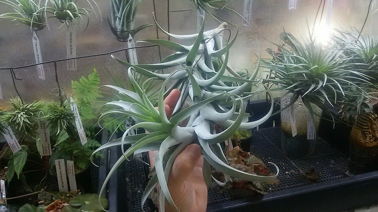 5月最終総攻めカンブリア宮殿の陣 チランジア入荷リスト5 29 Nature Garden 神田 Note