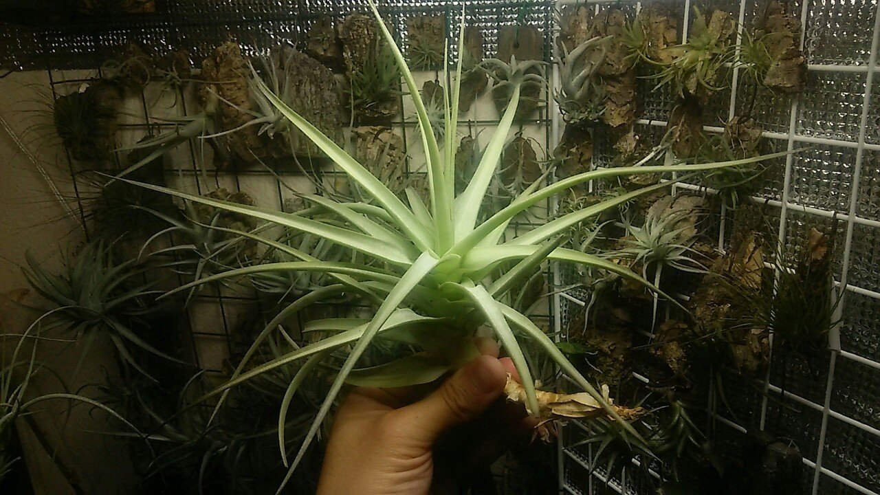 5月最終総攻めカンブリア宮殿の陣 チランジア入荷リスト5 29 Nature Garden 神田 Note