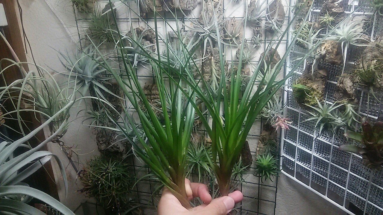 5月最終総攻めカンブリア宮殿の陣 チランジア入荷リスト5 29 Nature Garden 神田 Note