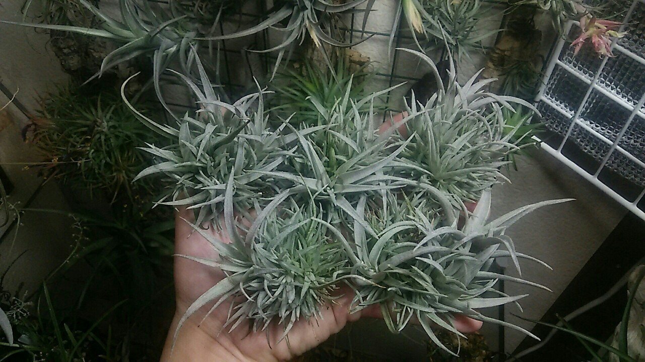 5月最終総攻めカンブリア宮殿の陣 チランジア入荷リスト5 29 Nature Garden 神田 Note