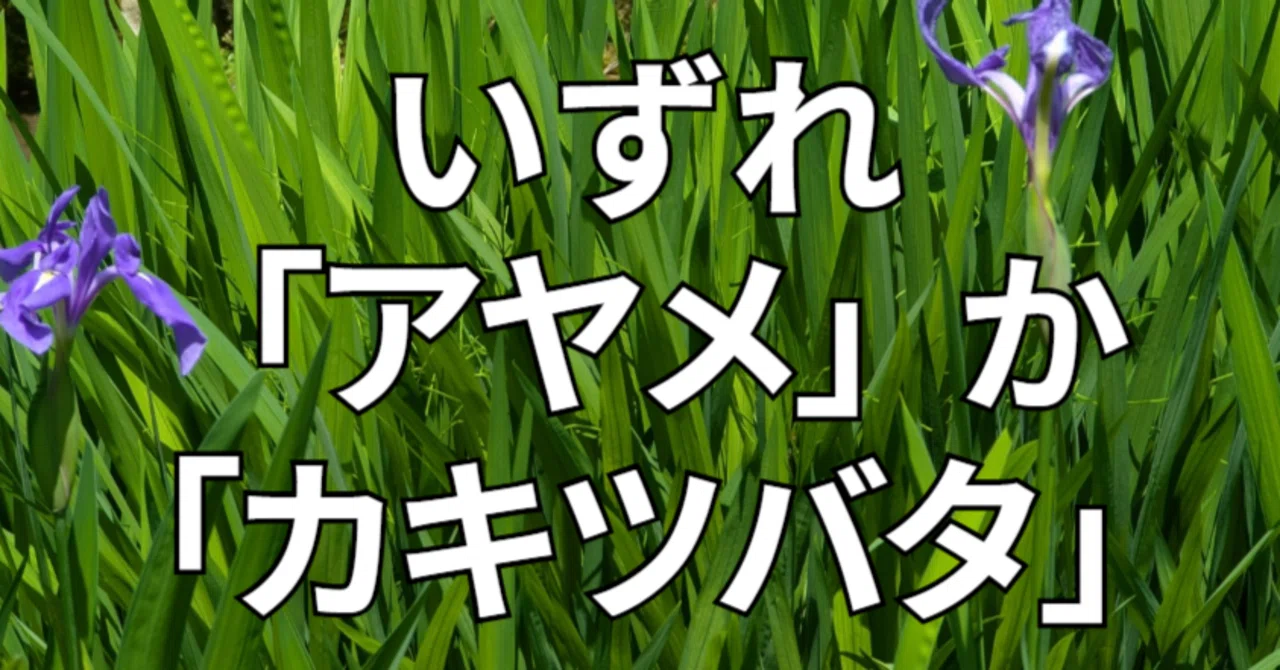 スワロフスキー【いずれアヤメかカキツバタ】 いずれアヤメかカキツバタ」の、カキツバタが咲き始めました。 ｜兼六