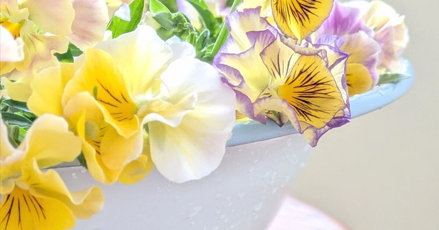 半日陰の庭で寄せ植え風花壇を冬・春仕様からチェンジ｜ぽめ