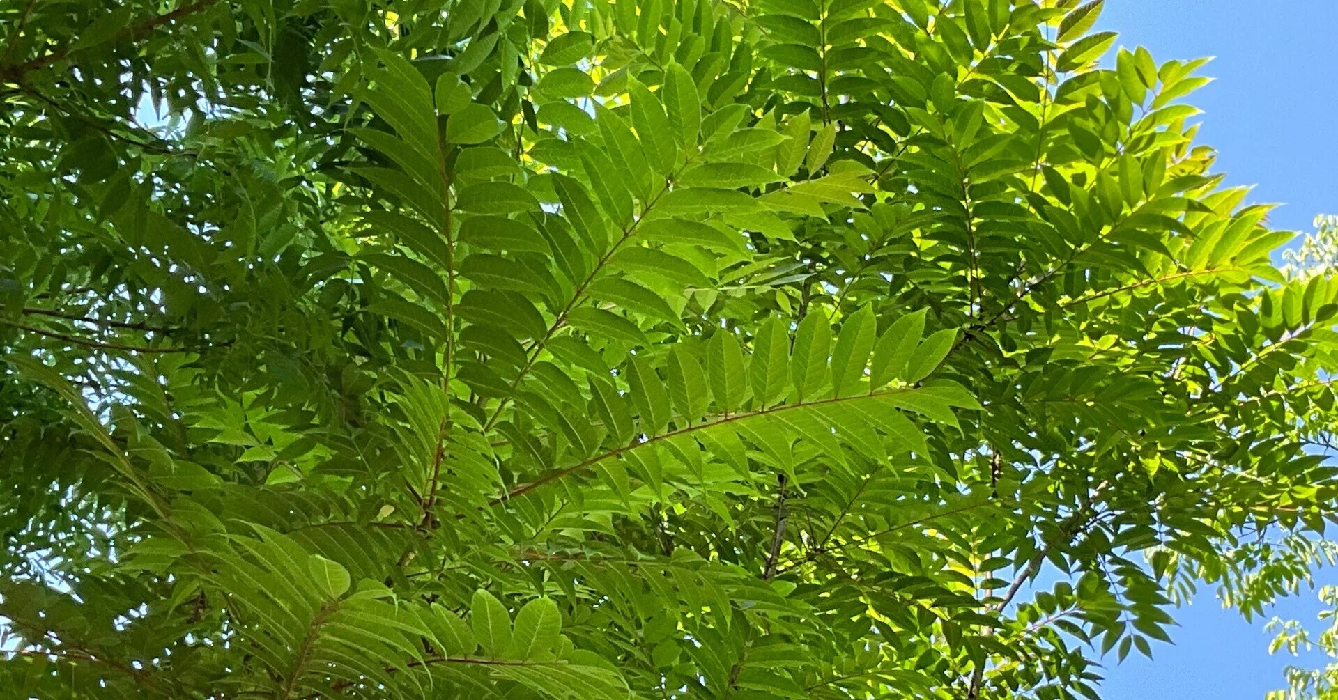 香椿(チャンチン) 香椿（チャンチン）（京都府立植物園）No.79：2026年4月30日（木