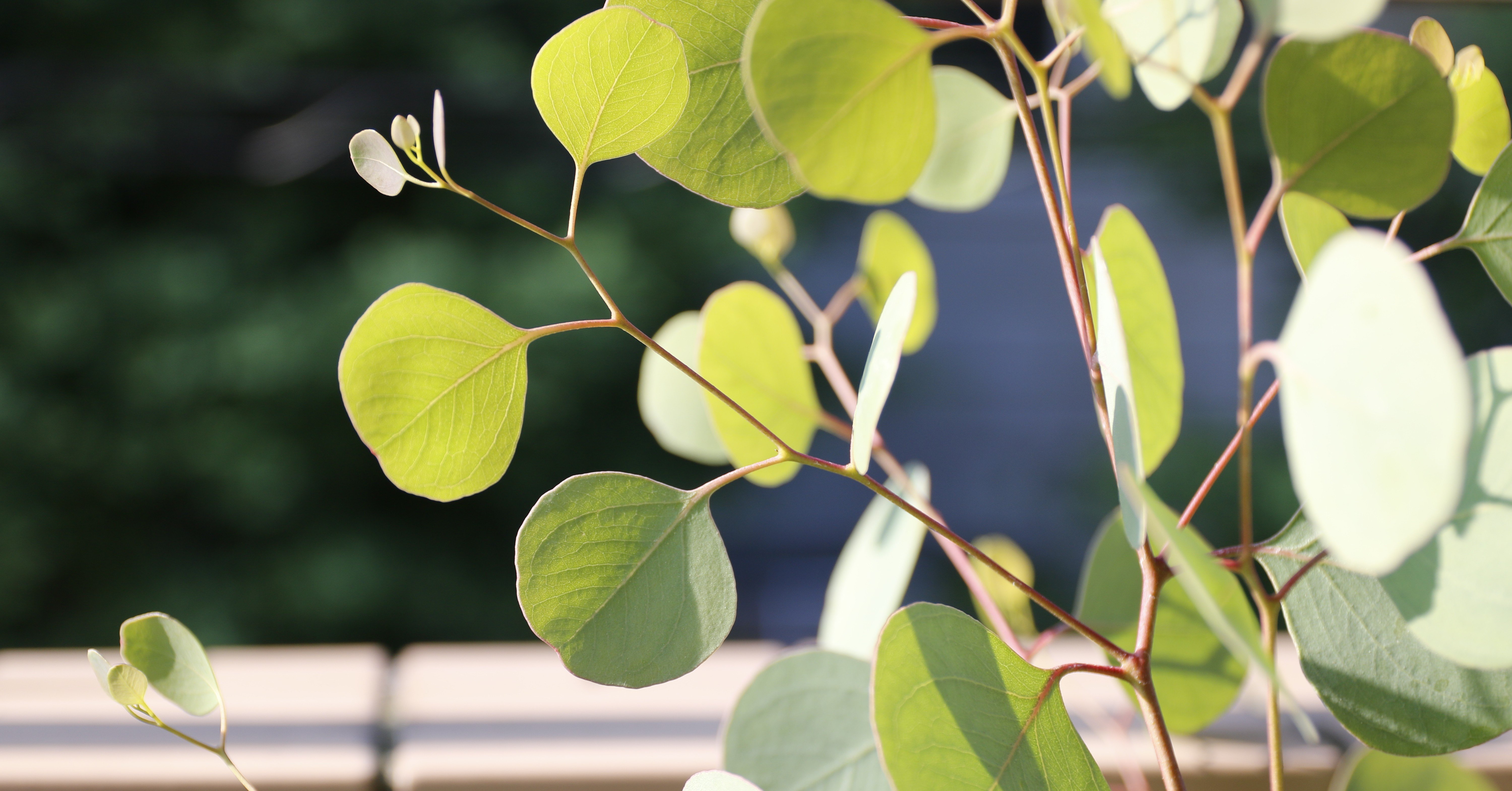 はじめてのベランダハーブ菜園 Vol 07 念願のポポラス ユーカリ Piepie Note