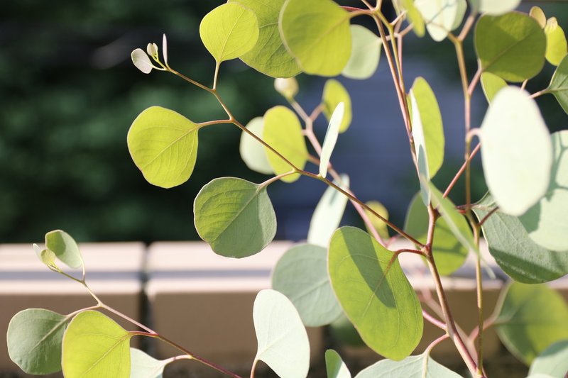 はじめてのベランダハーブ菜園 Vol 07 念願のポポラス ユーカリ Piepie Note