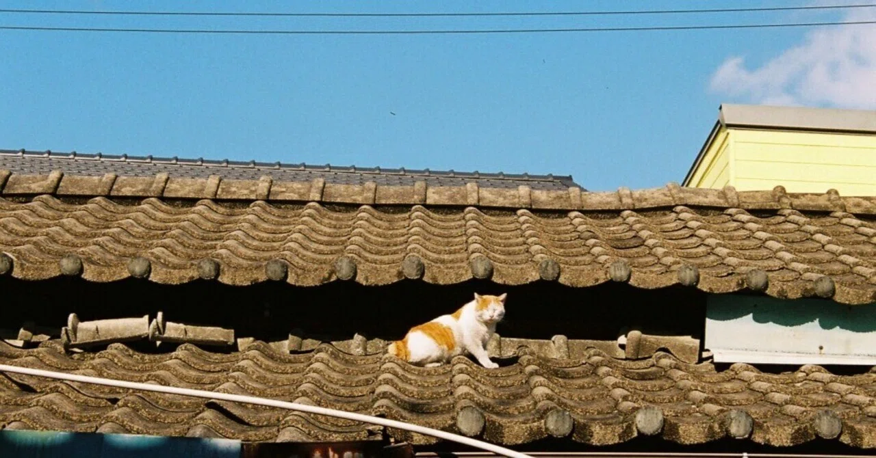 猫になったら」｜猫島警部