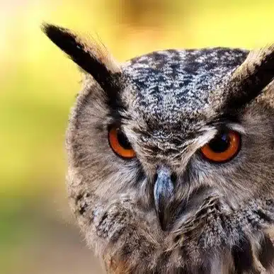 ないとばーど(nightbird)