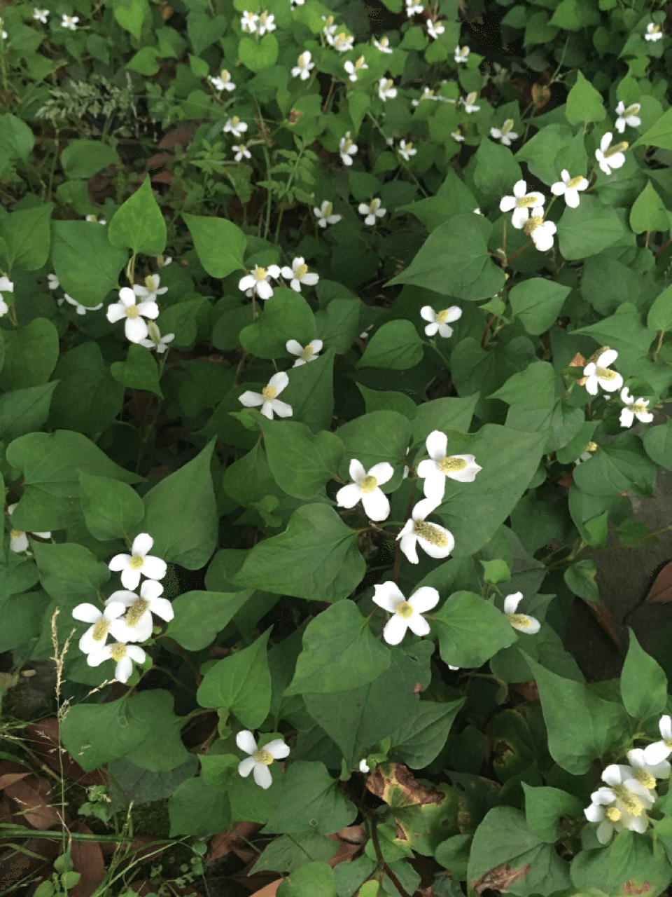 6月の綺麗な花 おでん大好きサン Note